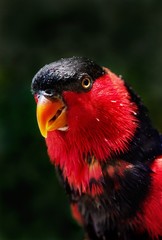 The beautiful colored parrot bird looks at its eyes