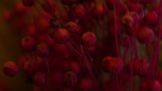 bouquet of papaver
