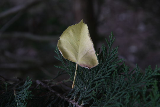 autumn leaf on pine banch