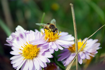 bee collects nectar on chamomile flowers
