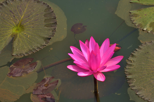 Pink or red water lily, Nymphaea rubra on a natural rural lake. this kind of flower also called shaluk or shapla in India