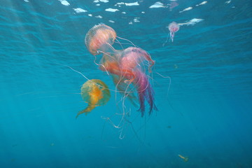 Several jellyfish underwater in Mediterranean sea, mauve stinger Pelagia noctiluca, Spain
