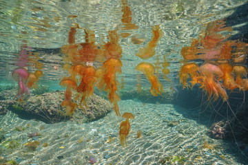 Jellyfish underwater many Pelagia noctiluca below water surface, Mediterranean sea, Spain