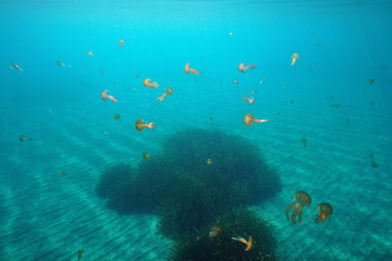 Fototapeta na wymiar Many jellyfish underwater in Mediterranean sea, mauve stinger Pelagia noctiluca, Spain