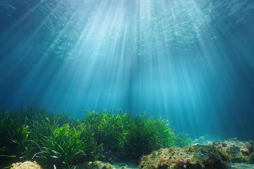 Natural sunlight underwater through water surface with seagrass and rock on the seabed,...