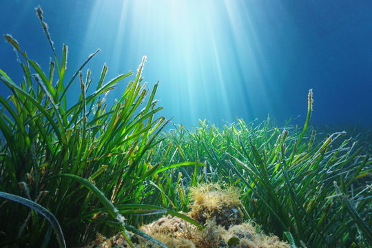Neptune seagrass Posidonia oceanica underwater with natural sunlight in Mediterranean sea, France