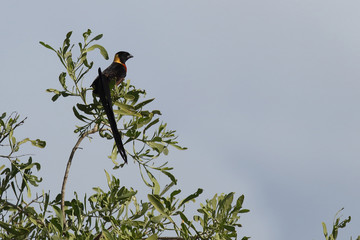 Spitzschwanz-Paradieswitwe / Long-tailed paradise whydah / Vidua paradisaea