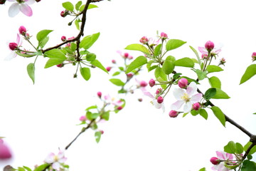 Ast mit Apfelblüten - isoliert und freigestellt vor weißen Hintergrund