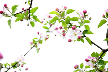 Apfelbaum Blüten, Freisteller, weißer Hintergrund