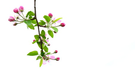 Banner und Hintergrund - Apfelblüten und Knospen vor weißen Hintergrund