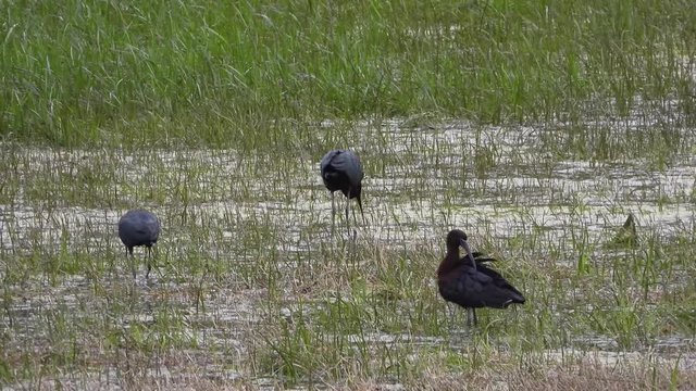 Brauner Sichler&nbsp;(Plegadis falcinellus) am Kerkini-See, Griechenland