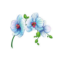 Beautiful branch with orchid flowers on a white background. Tropical plants from the Hawaiian Islands. Vector illustration. Cartoon style. © lerha