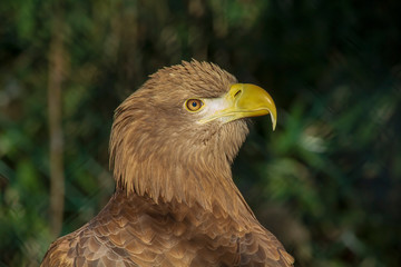 Aigle
