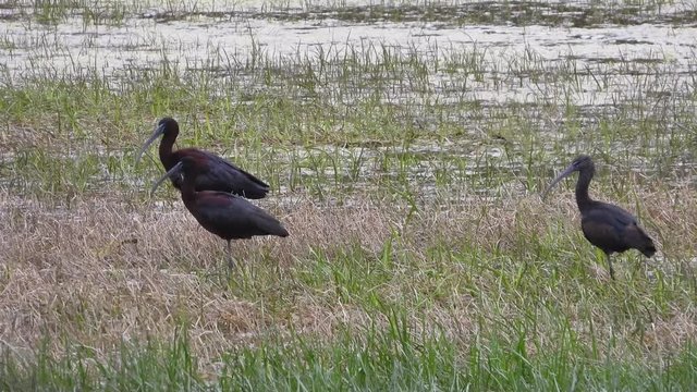 Brauner Sichler&nbsp;(Plegadis falcinellus) am Kerkini-See, Griechenland