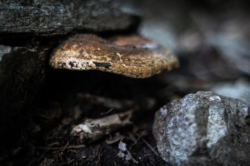 Fungus in forest