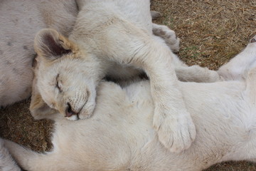 Bébé Lion qui dort Afrique du Sud