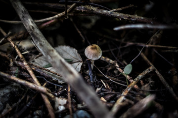 Fungus in forest