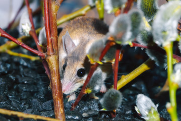 cute mouse among the branches of flowering willow