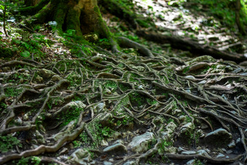 Branched roots of an old tree on the surface of the earth. Green moss among the roots in the forest in summer.