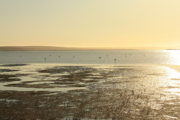 Naklejka premium West Coast National Park Afrique du Sud