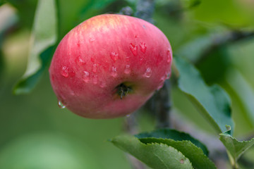 Natural apple on the tree