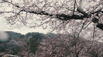 Looking up at sakura, POV low angle, spring in Japan, dolly shot