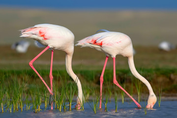 Colorful bird Flamingo. Colorful nature background. Bird: Greater Flamingo. Phoenicopterus roseus.