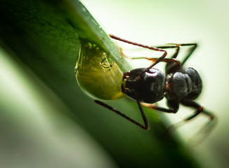 Aunt in my garden