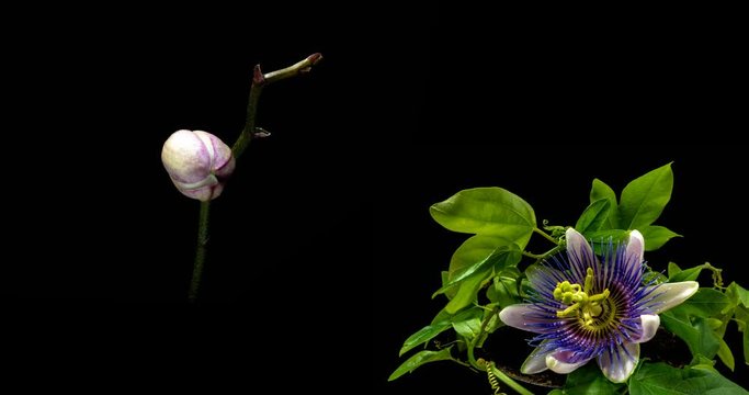 A collection of blooming passiflora and orchids, a collage of two timelaps