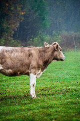 domestic cow in green pasture