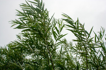 Naklejka premium Thickets of reeds on a cloudy day close-up. Green leaves of bulrush against the gray sky.
