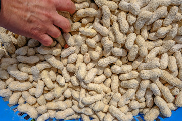 Peanuts in their shells and salted.