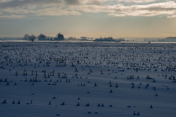 snow covered fields in winter countryside