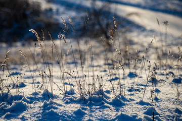 Fototapeta premium snow covered fields in winter countryside