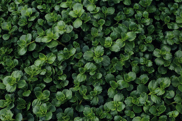 Green background of plant leaves. Fresh spring tropical greens. Abstract floral background.