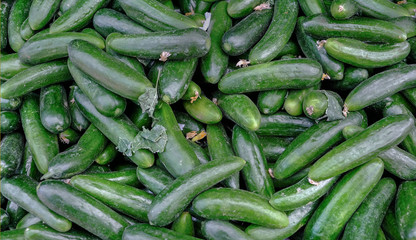 Small green slicing cucumbers at the market.