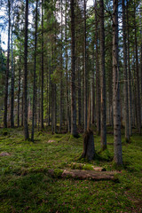 dark forest with tree trunks in even light