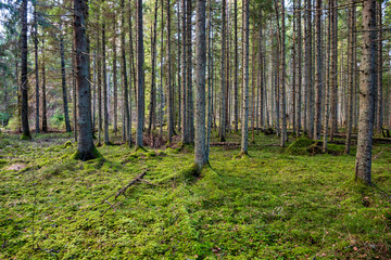 dark forest with tree trunks in even light