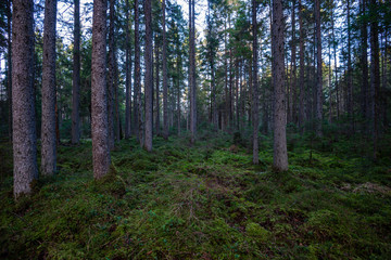 Fototapeta na wymiar dark forest with tree trunks in even light