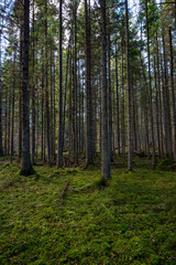 dark forest with tree trunks in even light