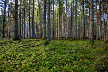 dark forest with tree trunks in even light