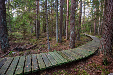 dark forest with tree trunks in even light