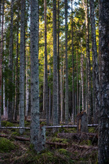 dark forest with tree trunks in even light