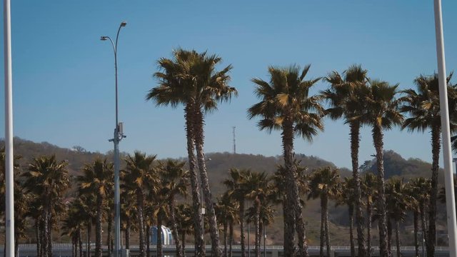 California palm trees in street. Travel, summer, vacation and tropical beach concept.