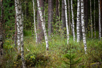 Fototapeta premium ciemny las z pniami drzew w równomiernym świetle