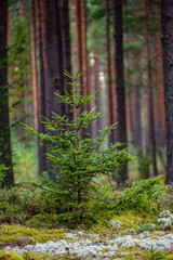 dark forest with tree trunks in even light