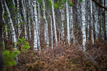 dark forest with tree trunks in even light