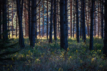 dark forest with tree trunks in even light