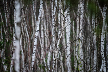 dark forest with tree trunks in even light