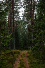 Obraz premium ciemny las z pniami drzew w równym świetle